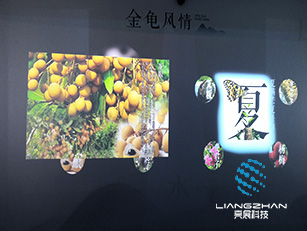 金龜四季